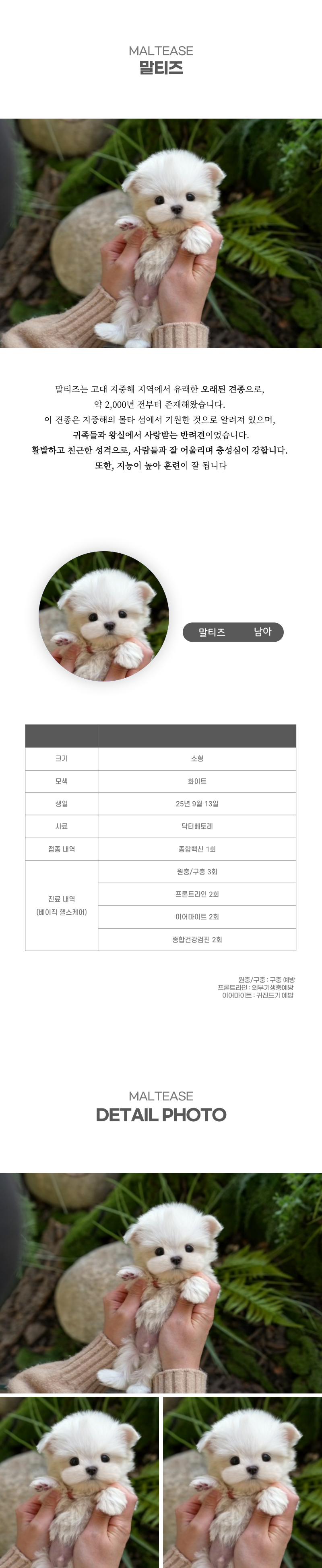 말티즈_상세이미지_2